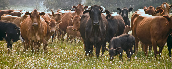 willow lake cows